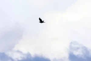 ΙΣΧΥΕΙ!