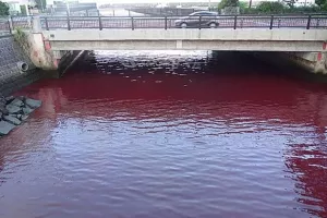Λύθηκε το «μυστήριο» με την κόκκινη θάλασσα στην Ιαπωνία