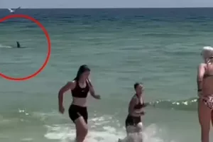 Φλόριντα: Τρόμος σε παραλία από «γκαζωμένο» καρχαρία στα ρηχά (vid)