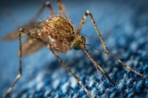 Μελέτη έδειξε πως τα κουνούπια επιλέγουν ποιους ανθρώπους θα τσιμπήσουν