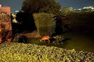 Τα ελάφια στη Ρόδο έφτασαν μέχρι τις αυλές των σπιτιών αναζητώντας τροφή