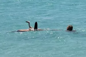 Λουόμενος έσωσε γύπα που έπεσε στη θάλασσα - Τον «βάφτισαν» Μαθιό