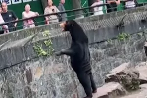 Κοσμοσυρροή στον ζωολογικό κήπο με τις αρκούδες που δήθεν είναι άνθρωποι