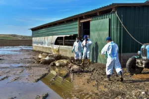Υγειονομική βόμβα με χιλιάδες νεκρά ζώα στη Θεσσαλία