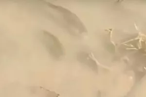 Ψάρια κολυμπούν στα πεζοδρόμια της Λάρισας (βίντεο)