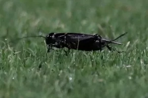 Ομόνοια - ΑΠΟΕΛ: Πράσινο... το ροντέο με τέσσερις αποβολές, αμέτρητες κίτρινες και χαμένο πέναλτι! (φώτος)