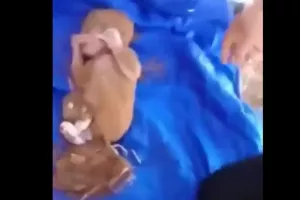 Συγκλονιστικό βίντεο, βρήκαν νεογέννητο στα συντρίμμια