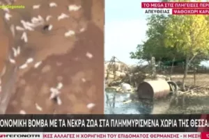 Περισσότερα από 100.000 νεκρά ζώα στη Θεσσαλία: Αγωνία για υγειονομική βόμβα