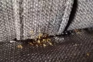Έκλεισε πτέρυγα ξενοδοχείου στην Αττική λόγω κοριών