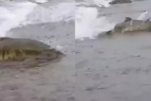 Viral το βίντεο που δείχνει σολωμούς να προσπαθούν απεγνωσμένα να περάσουν το δρόμο