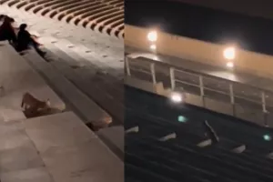 Χαλαρή αλεπού «έκοβε» βόλτες μέσα στο Καλλιμάρμαρο (βίντεο)