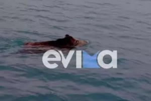 Αγριογούρουνο... "έριξε" βουτιά στη Χαλκίδα (βίντεο)