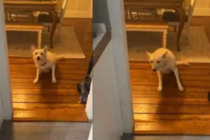 Σκύλος ήπιε αλκοόλ... έκανε οκτάρια στο σαλόνι (βίντεο)
