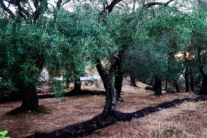 Οργισμένος... αγρότης: Του έκλεψαν ελιές, τους επικήρυξε με 1000 ευρώ