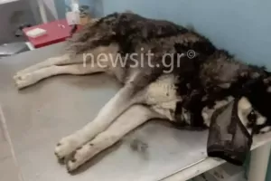 Στα χέρια εισαγγελέα η δικογραφία για την κακοποίηση του χάσκι Όλιβερ