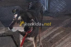 Ο τετράποδος... επισκέπτης!