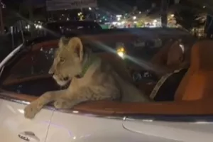 Viral το βίντεο με Ταϊλανδέζα να βγάζει βόλτα το λιονταράκι της... μέσα σε μια Bentley