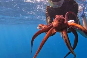 Η Σάρα φωτογραφήθηκε στον βυθό της θάλασσας με ένα χταπόδι