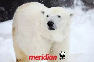 Η Meridian στηρίζει διαχρονικά τον οργανισμό «WWF» υιοθετώντας μία ακόμη πολική αρκούδα