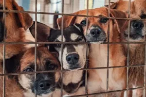 Η Νότια Κορέα ψήφισε νόμο που απαγορεύει την κατανάλωση… σκύλου