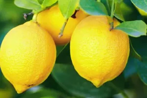 Έδωσε δύο μηνιάτικα σε δημοπρασία για να αποκτήσει ένα λεμόνι του 1739