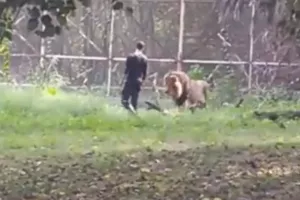 Λιοντάρι κατασπάραξε μεθυσμένο άνδρα που μπήκε στο κλουβί για να βγάλουν σέλφι