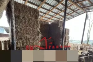 Πνίγηκαν ζώα σε στάβλο στην Πιερία από την έντονη βροχόπτωση