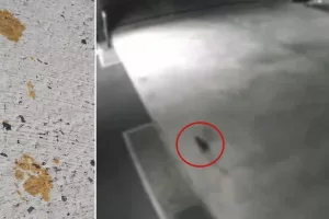 Ανησυχία στη Φουκουγιάμα για γάτα που έπεσε μέσα σε δεξαμενή με τοξικά χημικά και αγνοείται