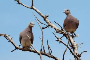 Η ΕΕ ζητά να απαγορευτεί το κυνήγι τρυγονιού στην Κύπρο - Αντιστέκεται η Θήρα