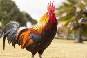 «Όπου έχει πολλούς πετεινούς αργεί να ξημερώσει»