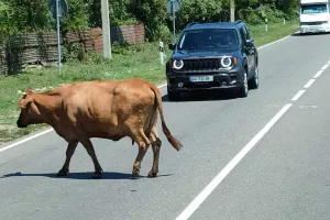 Απίστευτο περιστατικό με αγελάδα 