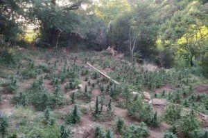 Φυτεία με 958 δενδρύλλια κάνναβης εντοπίστηκε σε δύσβατη περιοχή της Κοζάνης