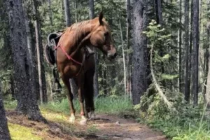 Σύλληψη άντρα για ζωοκτονία - Τα σκότωσε με καραμπίνα