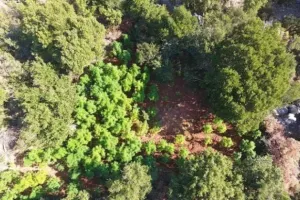 Φυτείες κάνναβης εντοπίστηκαν στην Καλαμάτα – Δύο μέτρα ύψος είχαν τα δενδρύλλια