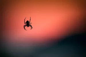 48χρονος τσιμπήθηκε από αράχνη και βρέθηκε να δίνει μάχη για τη ζωή του