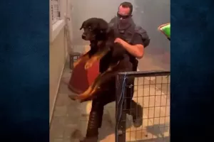 (Bίντεο) Αττική: Αστυνομικοί έσωσαν σκύλο μέσα από σπίτι που φλεγόταν
