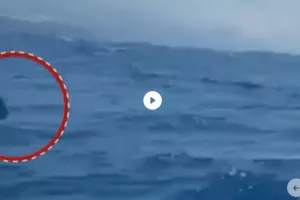 Στιγμές τρόμου για ψαρά με καγιάκ όταν τον περικύκλωσε σφυροκέφαλος καρχαρίας (βίντεο)
