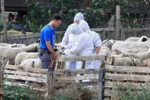 Ευλογιά των αιγοπροβάτων: Θανατώθηκαν 17.500 ζώα σε βόρεια Ελλάδα, Μαγνήσια και Κορινθία