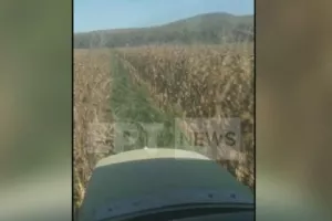 Εντοπίστηκε η μεγαλύτερη χασισοφυτεία στην Ελλάδα
