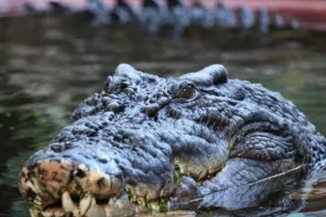 Ο μεγαλύτερος κροκόδειλος του κόσμου σε αιχμαλωσία, πέθανε σε ηλικία άνω των 100 ετών