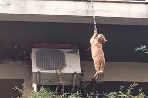 Γάτος ήθελε να ανακαλύψει τον κόσμο και βρέθηκε να κρέμεται από μπαλκόνι πολυκατοικίας