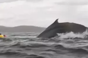 Φάλαινα κατάπιε άνθρωπο και... τον «έφτυσε» ζωντανό λίγο αργότερα