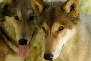 Λύκοι «κάνουν βόλτες» στην Ιπποκράτειο Πολιτεία - Ανησυχούν οι κάτοικοι της περιοχής​​​​​​​