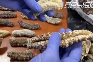 Σκάνδαλο με εστιατόριο στη Μαδρίτη – Έκλεισε επειδή πουλούσε περιστέρια για πάπιες, δείτε βίντεο