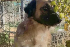Μαθητές υιοθέτησαν κακοποιημένο σκύλο που βρέθηκε σε άθλια κατάσταση
