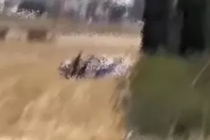 Σάλος με ροζ βίντεο μέσα σε περιπολικό