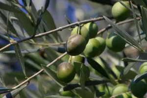 Σύζυγος πρώην αντιπροέδρου έπαιρνε 120.000 ευρώ ετησίως για ελιές σε αεροδρόμιο της Αεροπορίας