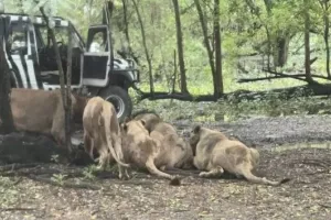 Λιοντάρια κατασπάραξαν φύλακα ζωολογικού κήπου