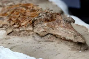 Ανακαλύφθηκε απολίθωμα δελφινιού ηλικίας 12 εκατομμυρίων ετών (βίντεο)