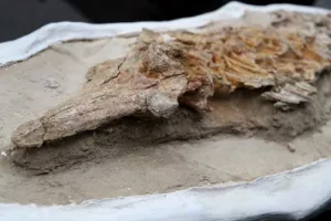 Ανακαλύφθηκε απολίθωμα δελφινιού ηλικίας 12 εκατομμυρίων ετών (βίντεο)